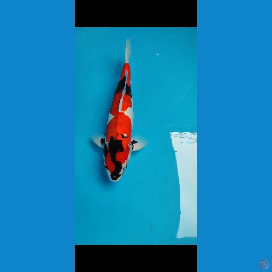 SHOWA DOITSU YINYANG ORI JANTAN 41CM