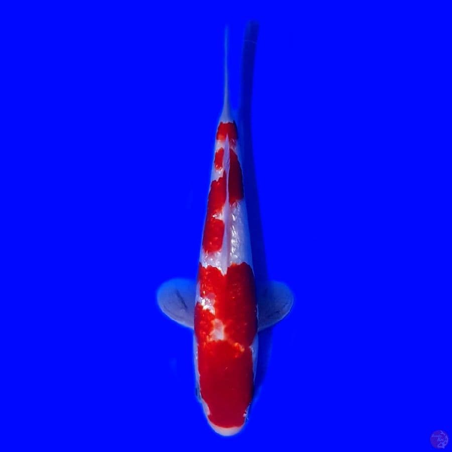 KOHAKU GINRIN 22CM STRONG~male☆