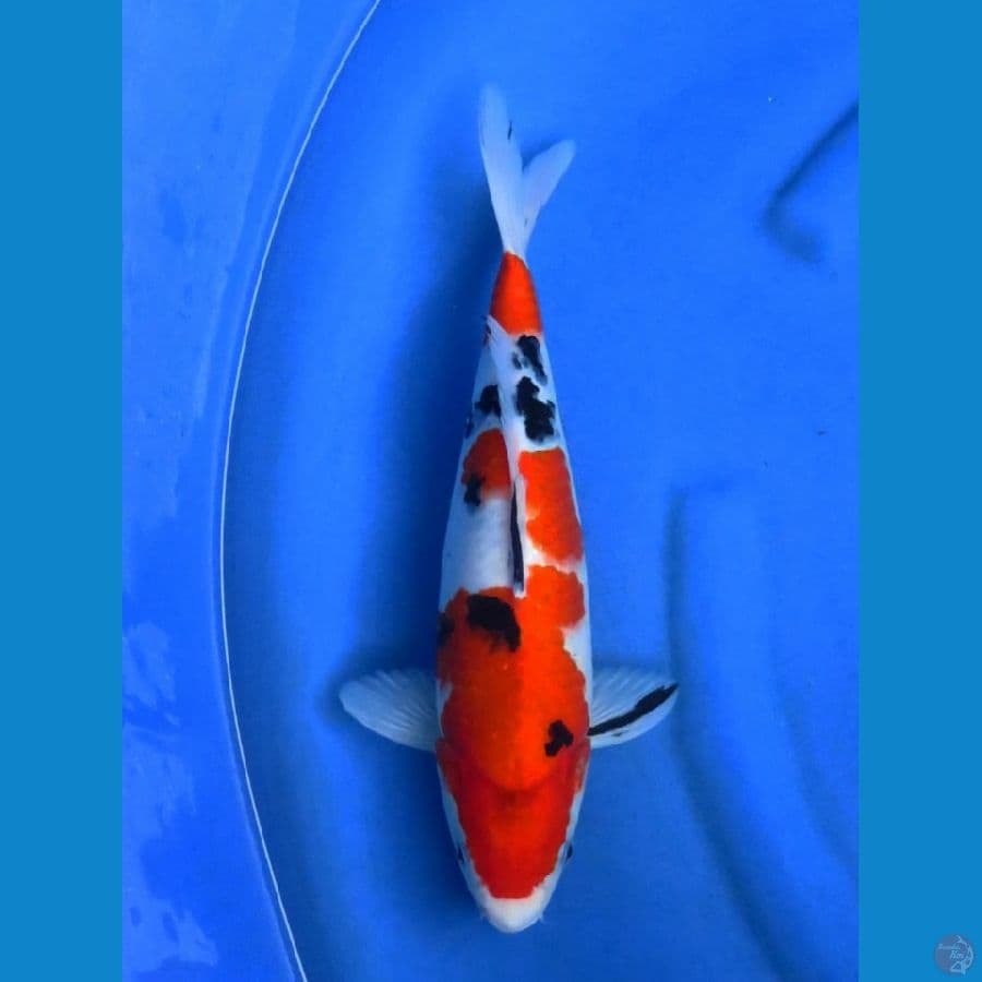 32cm , male Sanke sq