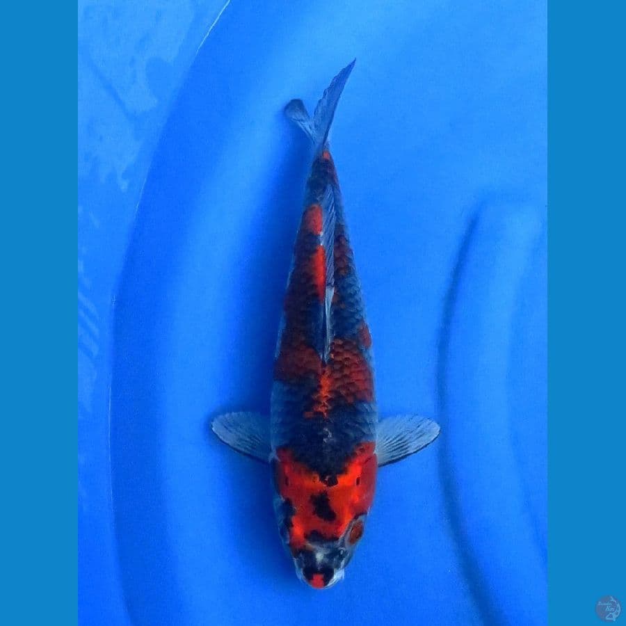 32cm , kuro goshiki