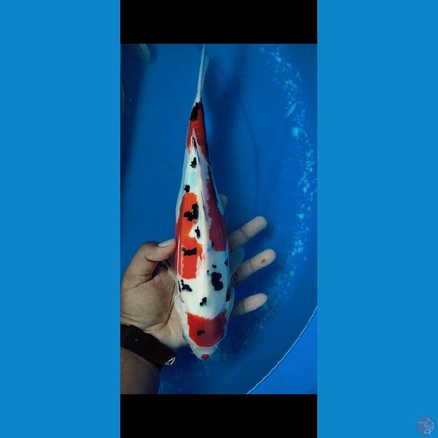 sanke doitsu size 34