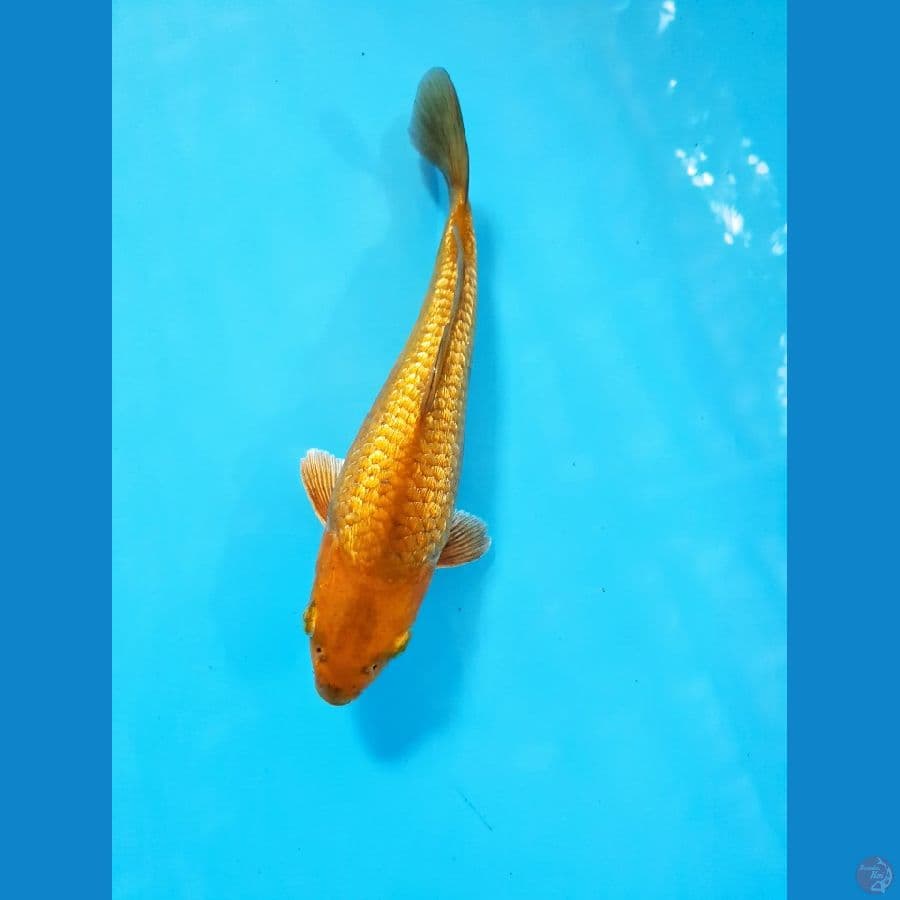quality chagoi ginrin +-20cm