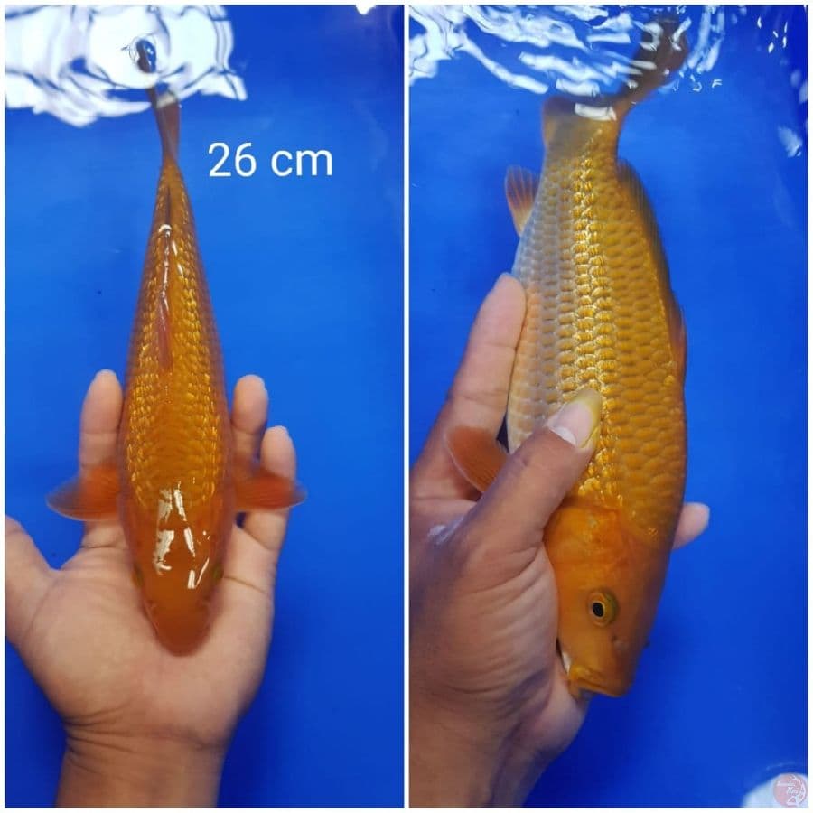 cagoi tembaga ginrin 26 cm