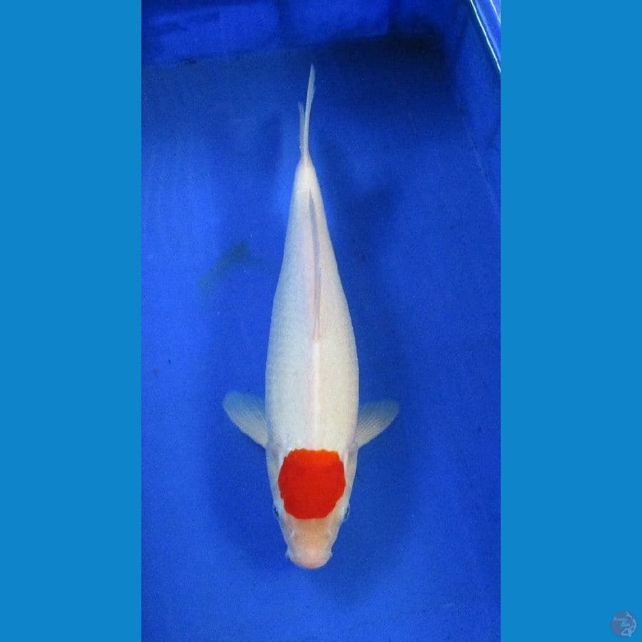 tancho ±35cm