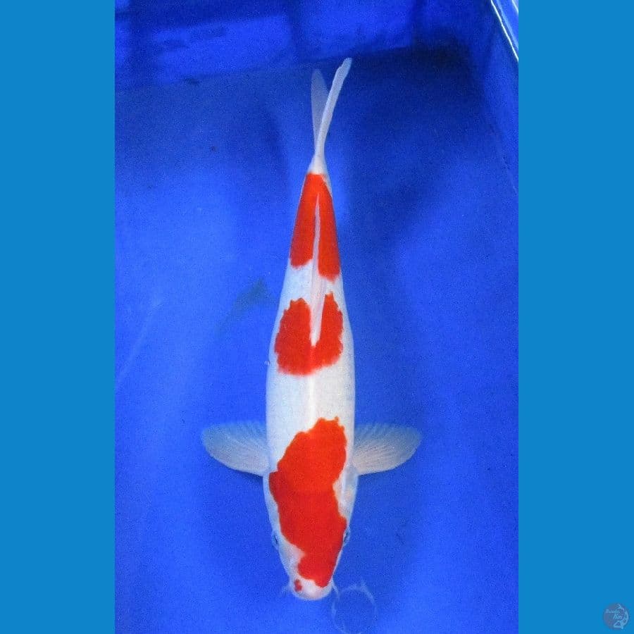kohaku ±36cm