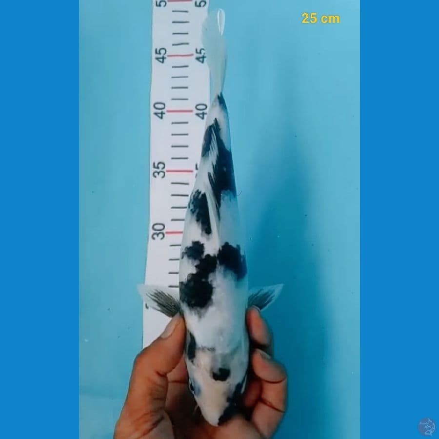 SQ shiro 25 cm
