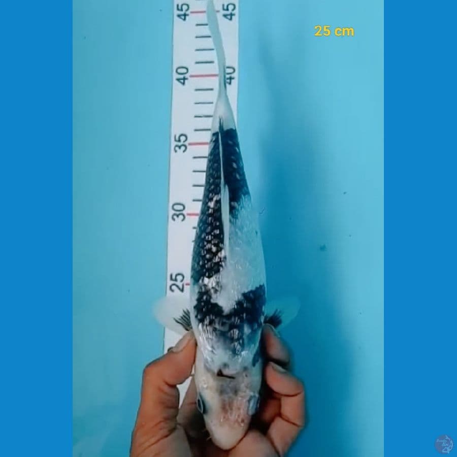 SQ shiro Ginrin 25 cm