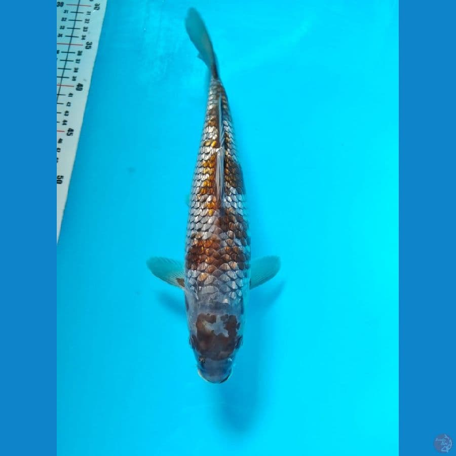 ochiba ginrin 30cm