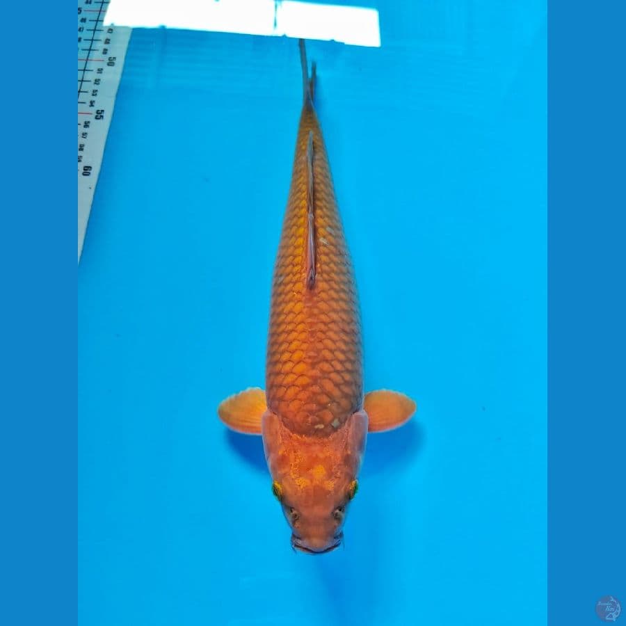cagoi tembaga male 33cm