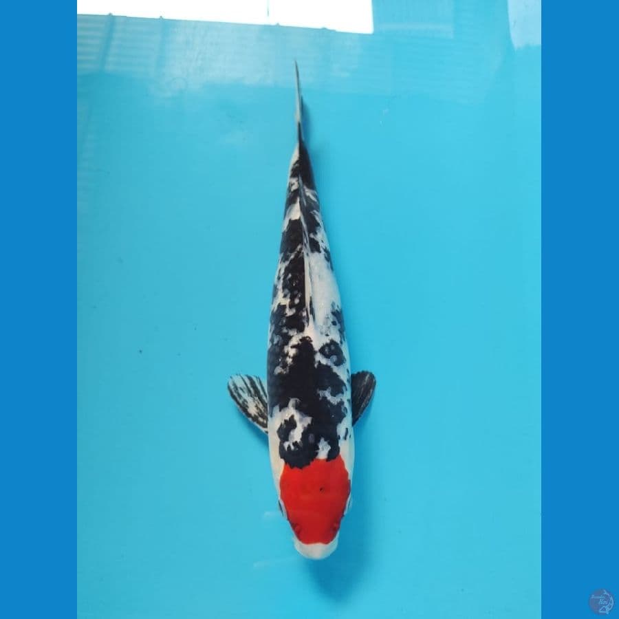 tanco sanke 32cm