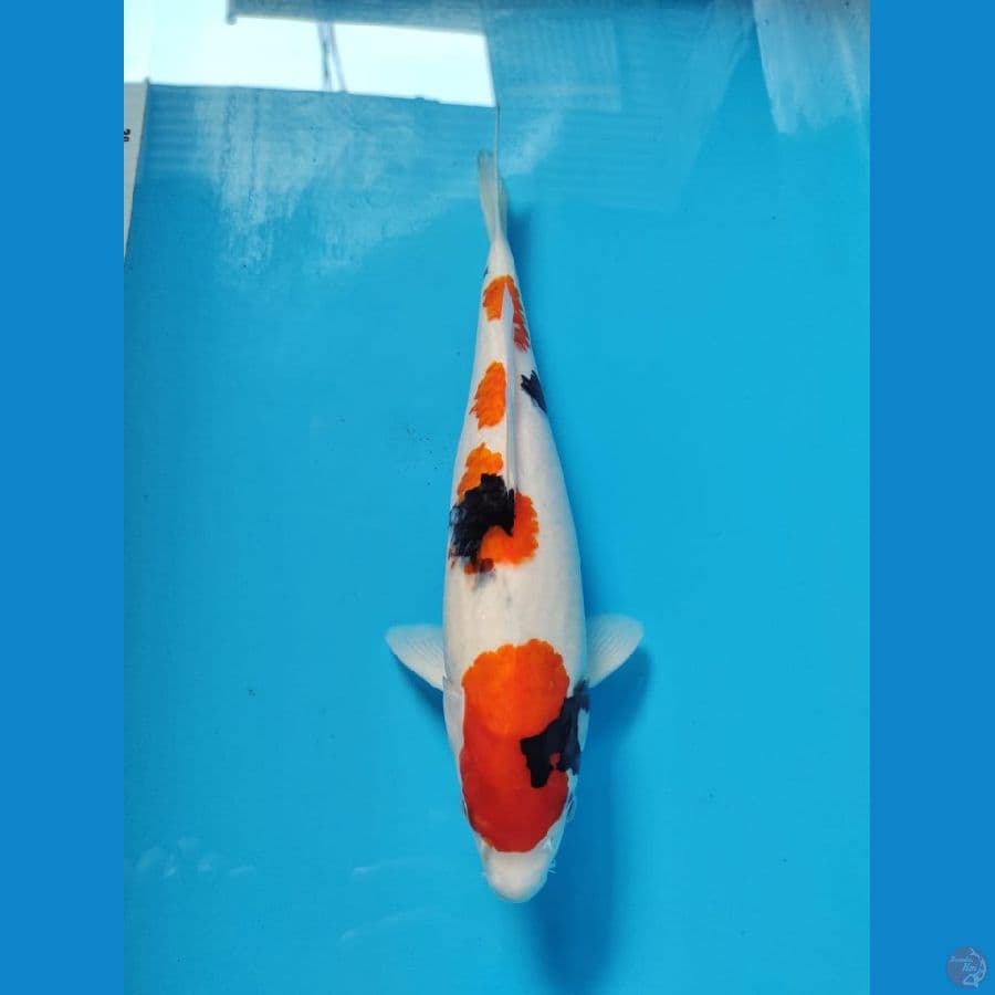 showa 36cm