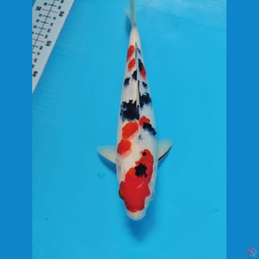 sanke male 25cm