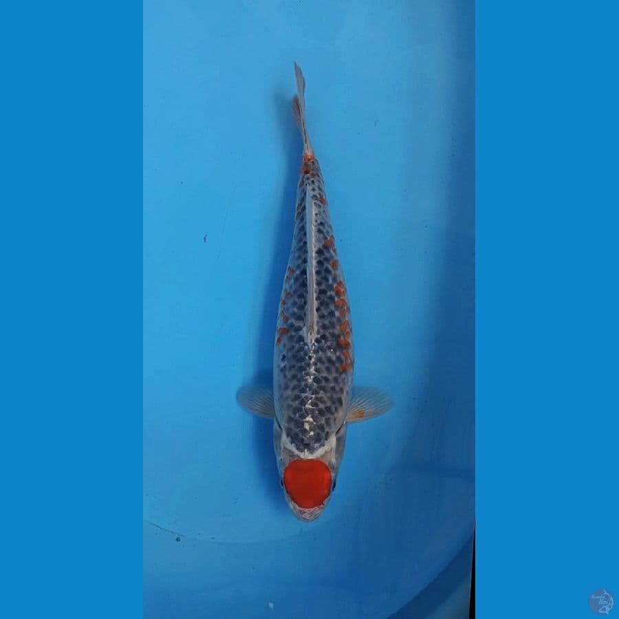 Tancho goshiki kanoko / tancho asagi unik 38cm