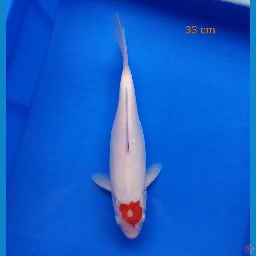 Tancho Kohaku 33 cm