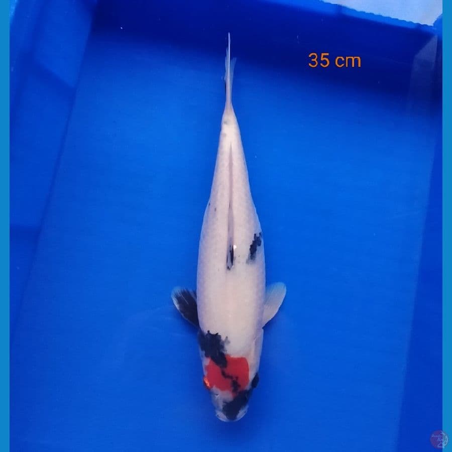 Tancho Showa 35 cm