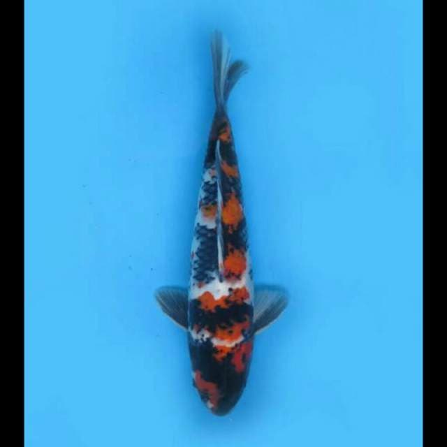 30cm - F1 Ori Showa Ceplok