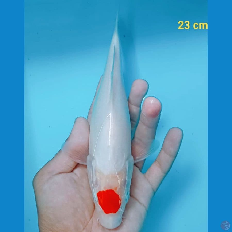 TANCHO ORIGINAL 22 CM