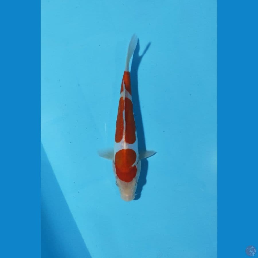 KOHAKU DOIT 25CM CUT MALE