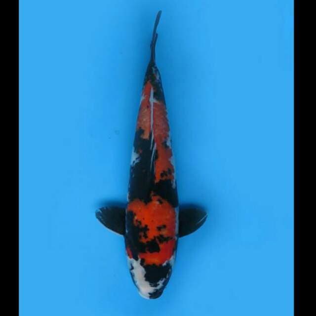 43cm - Hi Showa Jumbo