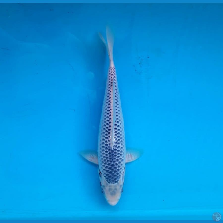 Narumi Asagi 28cm