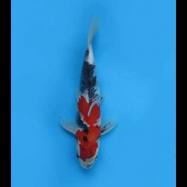 31cm - Showa Tategoi Ok