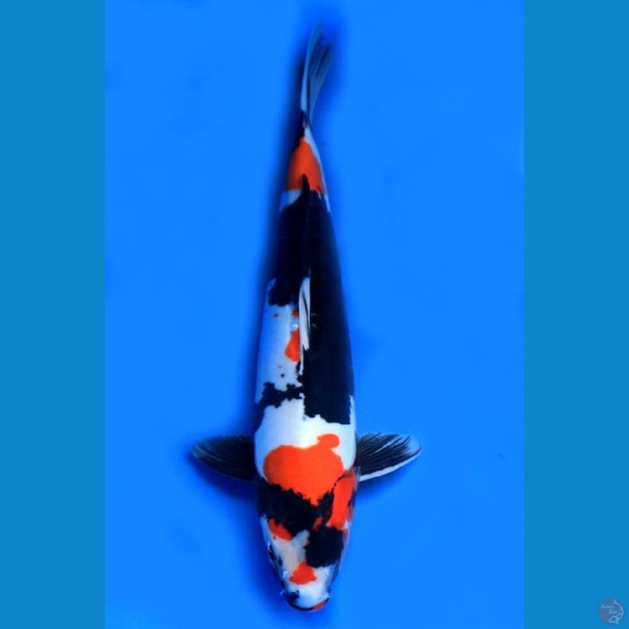 JUMBO SHOWA DOITSU READY SHOW 50CM