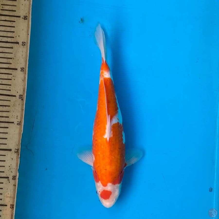 ai koromo F 33cm