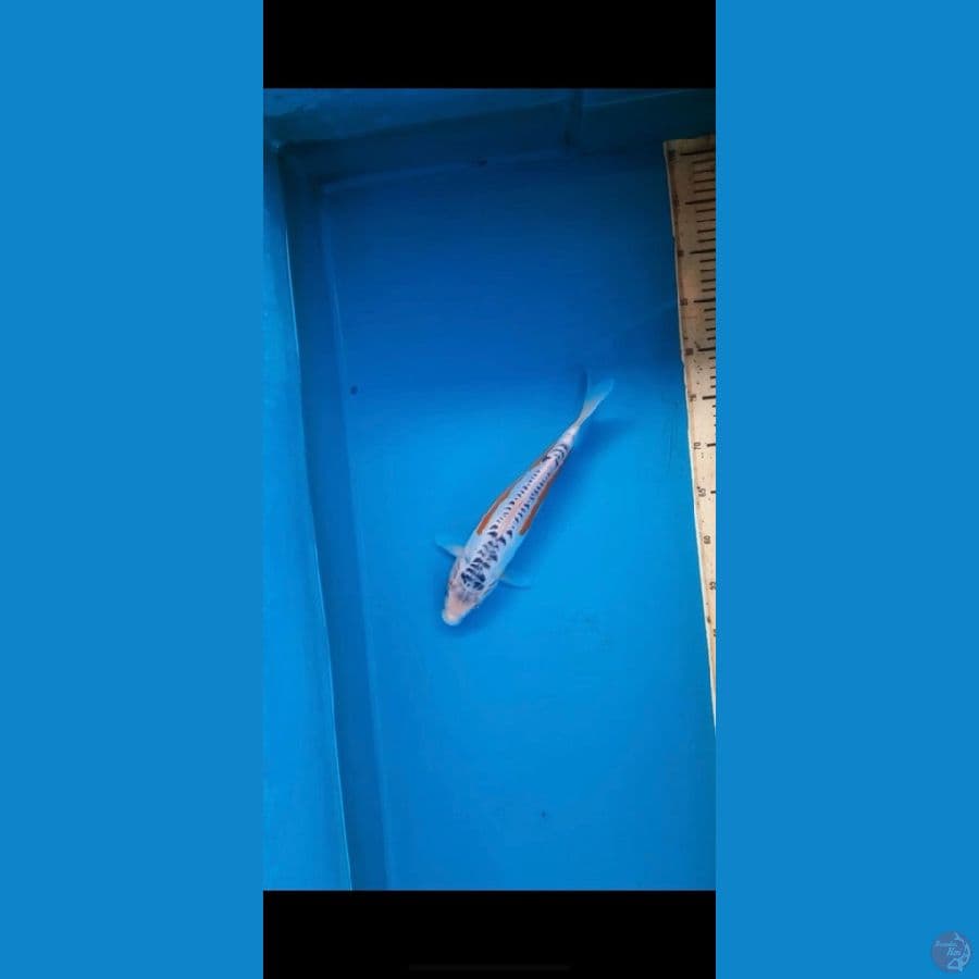 HQ SHUSUI F 32cm