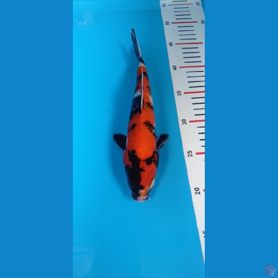 showa sansoku || 25cm