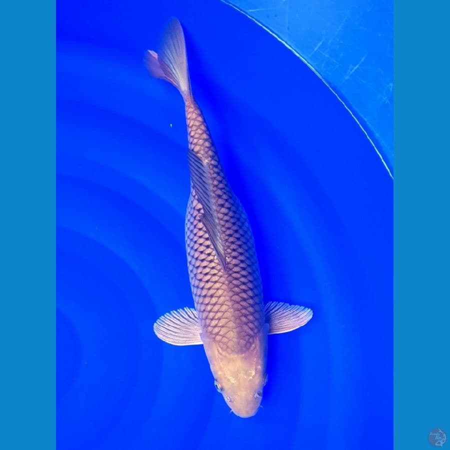 CHAGOI Induk 37/F