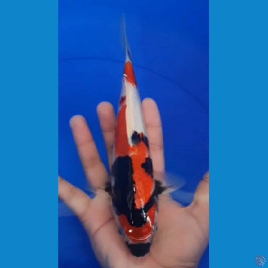 SHOWA Prospek 26 Male
