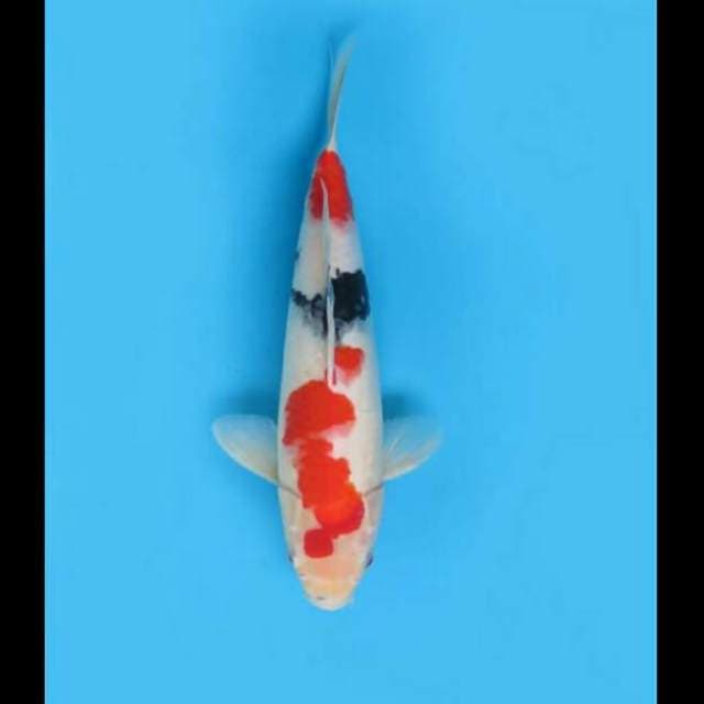 36cm - Kindai Showa Bersih