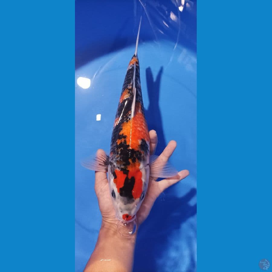 showa female 37 cm