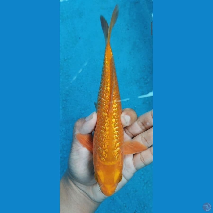 chagoi caramel ginrin