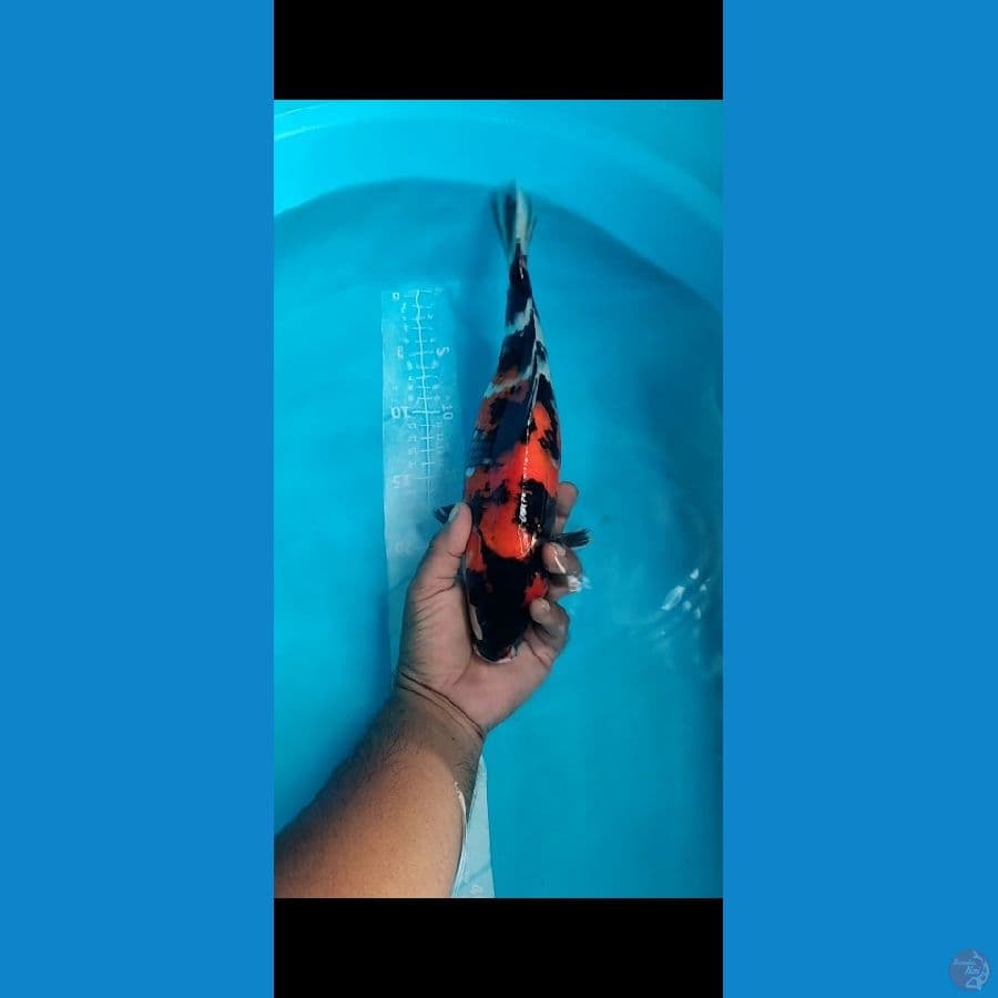 Showa 34cm bu Bulky