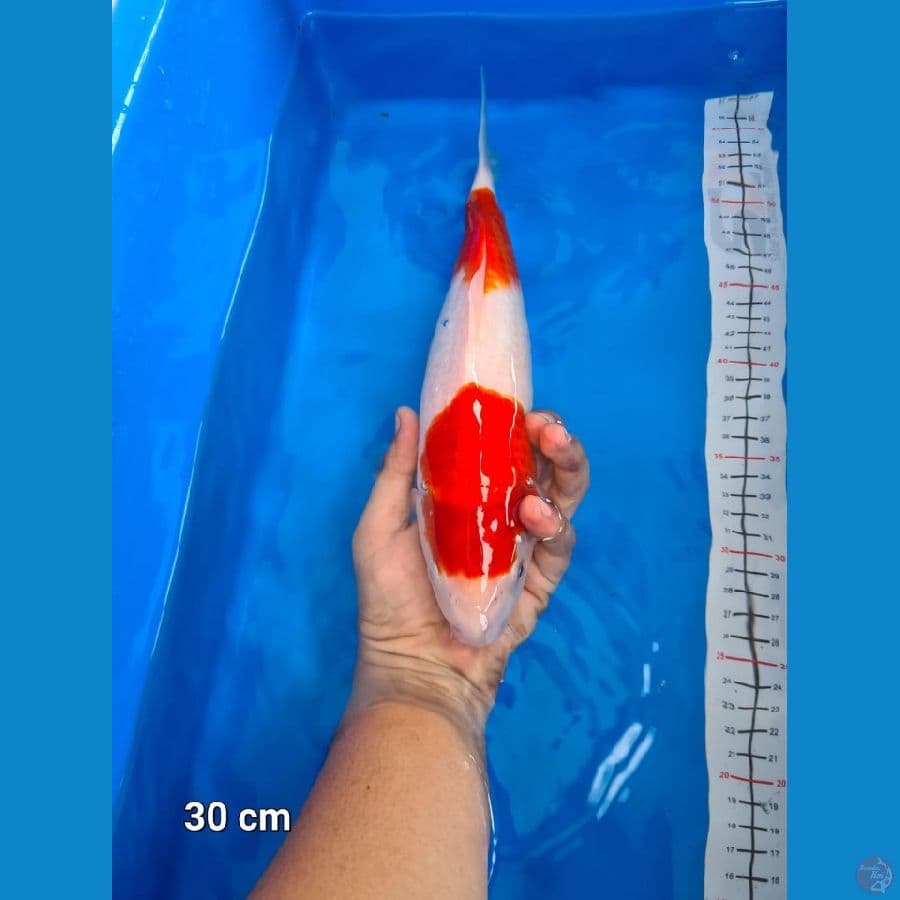 Kohaku 2 step 30 cm