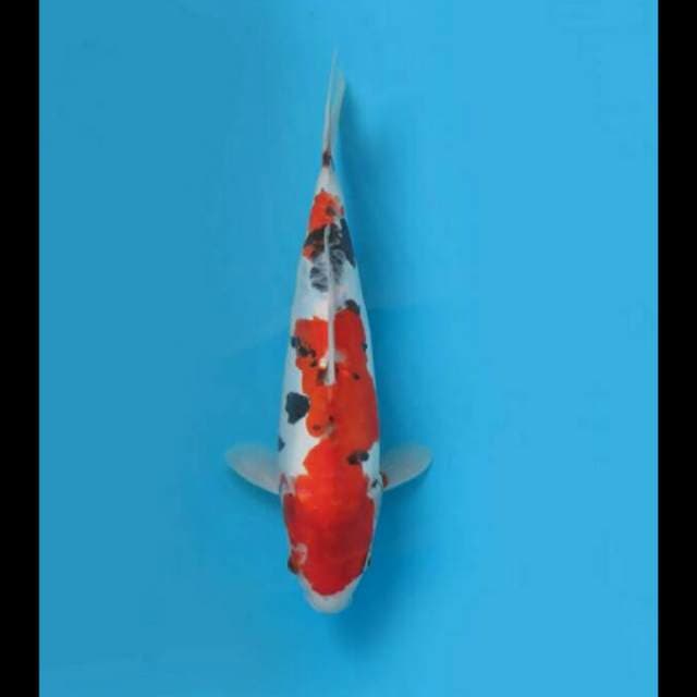 35cm - Showa Doitsu Tategoi