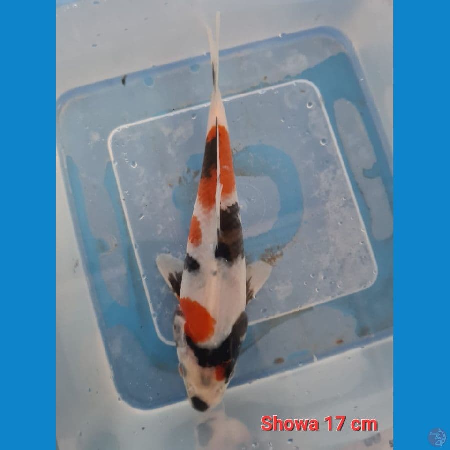 Showa 17 cm Bahan Cakep