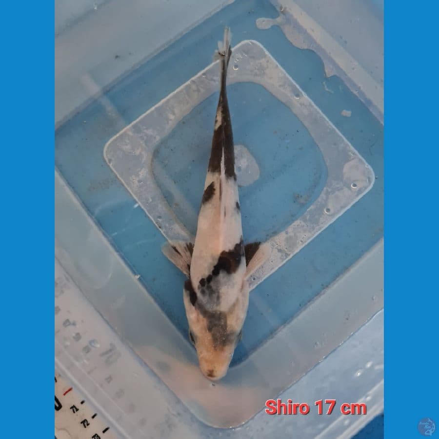 Bahan shiro 17 cm