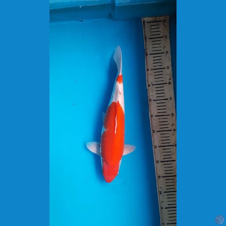 kohaku