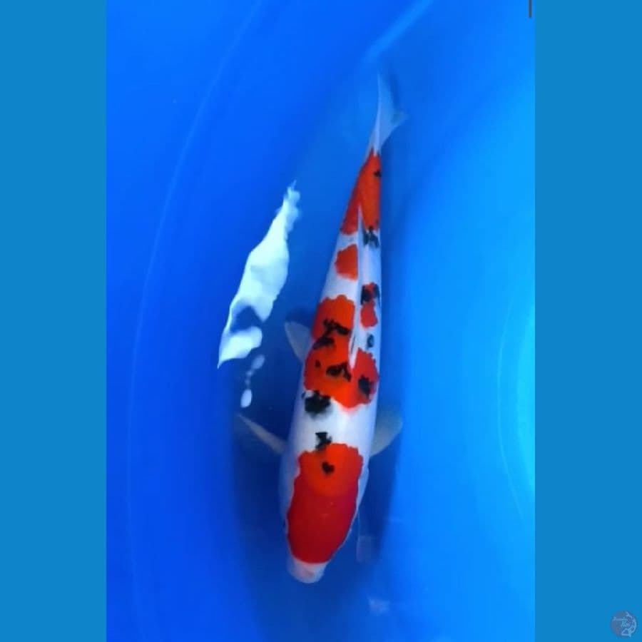 Sanke SQ 34cm