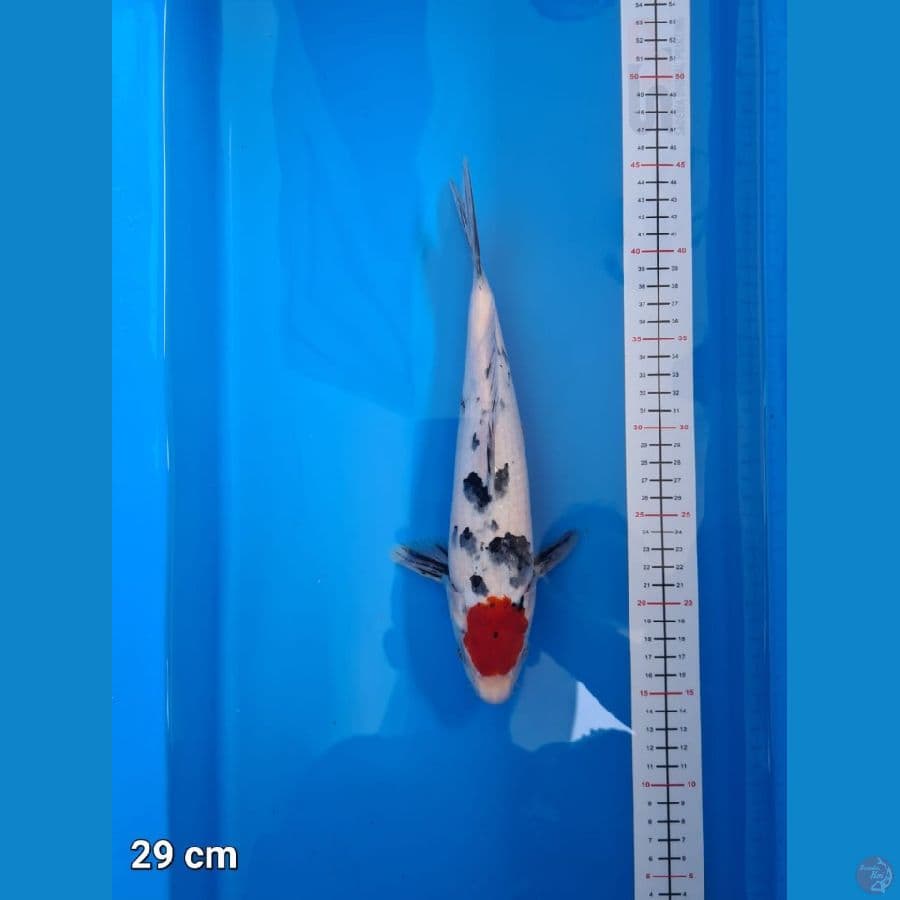 Tancho sanke 29 cm
