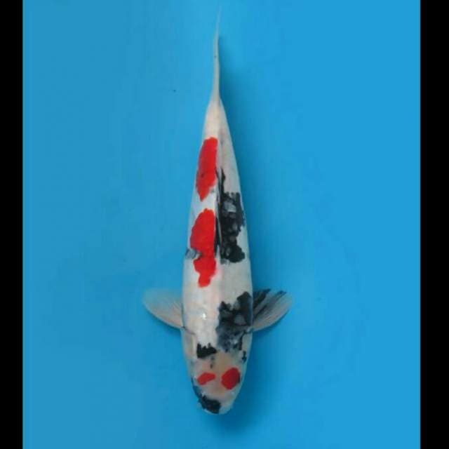 38cm - F1 Kindai Showa Doitsu