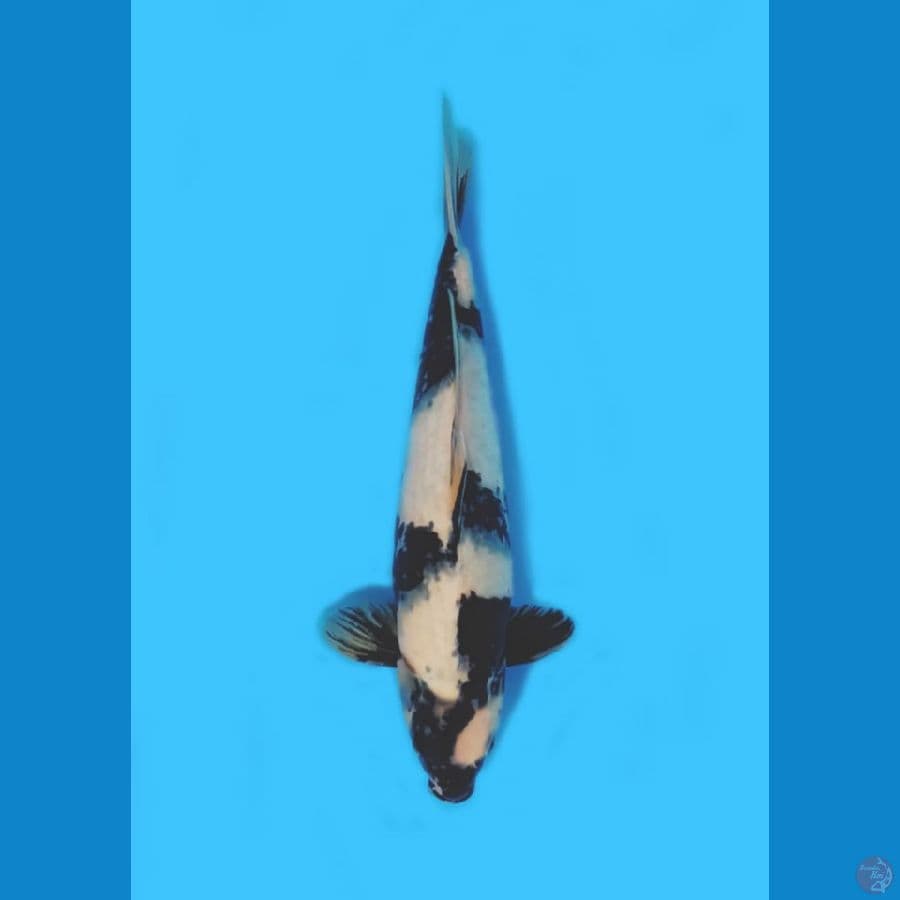 Hoky# Shiro Utsuri 40Bu