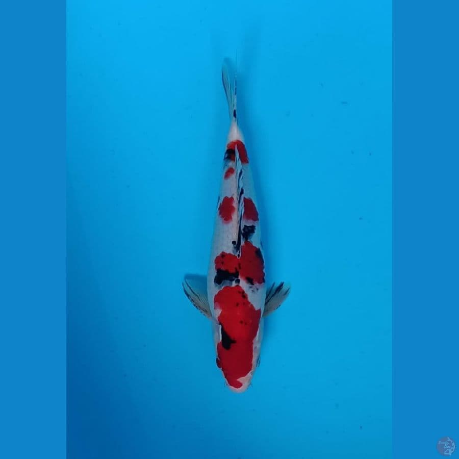 Hoky 2 # Taisho Sanke 33cm