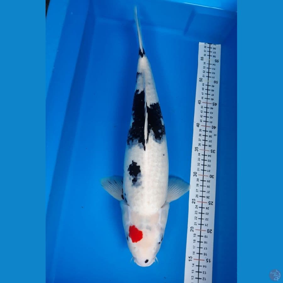 Tancho showa F 45