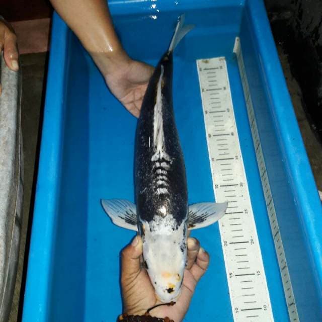 Kawari matshukawa koleksi antik