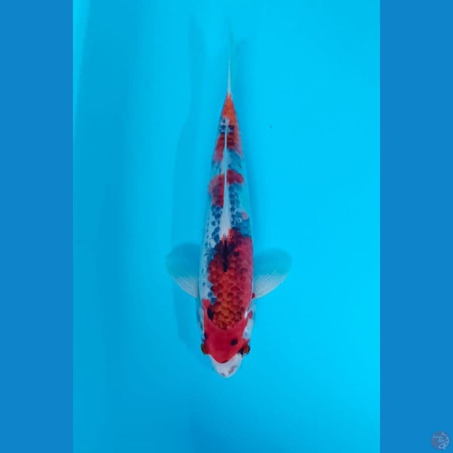 goshiki sz 27cm