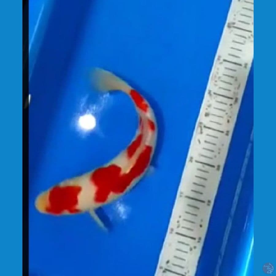kohaku asli setrong 30 cm
