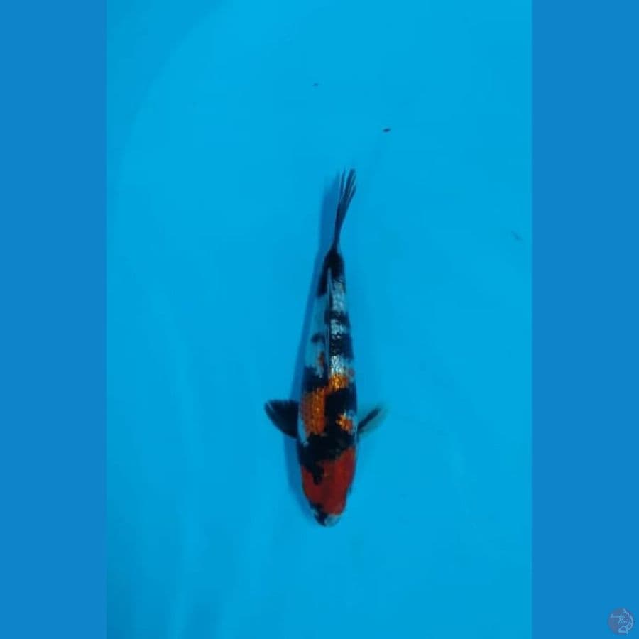 showa ginrin sz 21cm